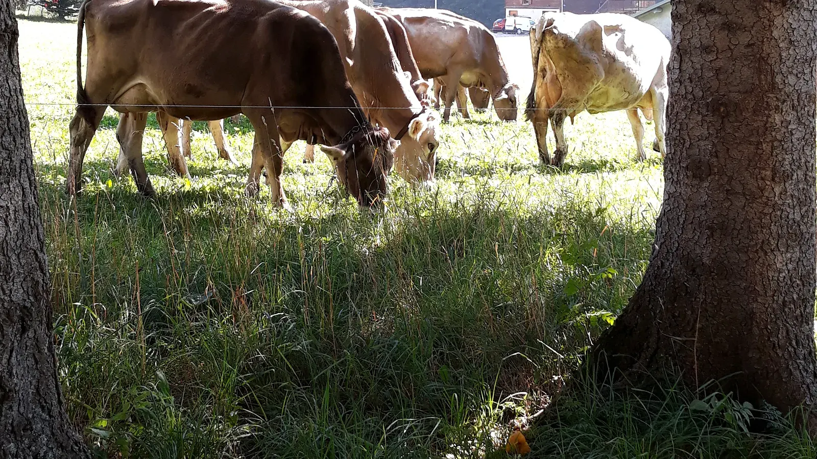 Vaches en alpage l'été face aux montagnes — photo prise à Vallorcine (image d'illustration)